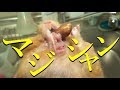 Chubby Hamster Gets His Teeth Trimmed, Performs the Funniest Magic Trick of All Time