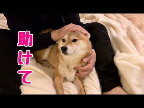 嫌なことがあるとパパのところにかくまってもらいにいく柴犬