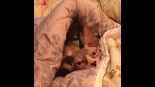 ГОЛАЯ КОШКА В ЭФИРЕ У МАЛЬЦЕВА. ПЛОХИЕ НОВОСТИ в 21.00 ГОЛАЯ КОШКА В ЭФИРЕ У МАЛЬЦЕВА. ПЛОХИЕ НОВОСТИ в 21.00