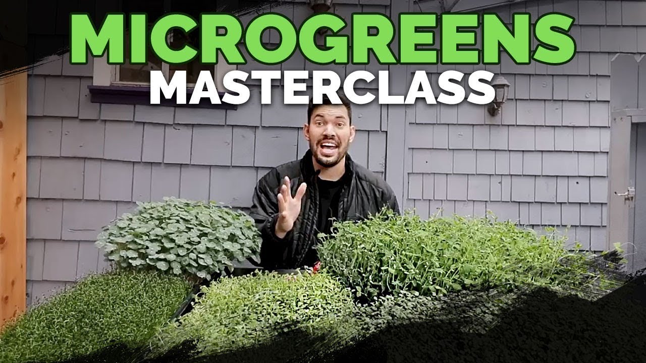 The Microgreens Podcast - Home Microgreens