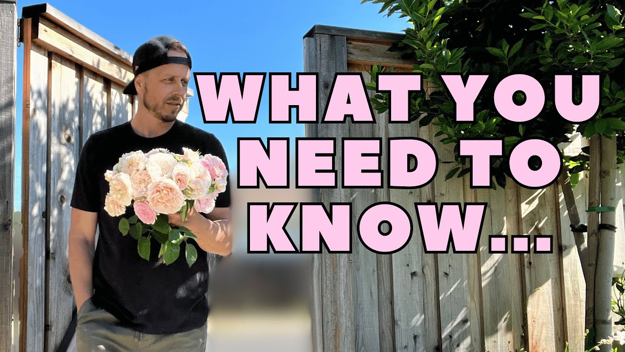 Lets talk David Austin Roses