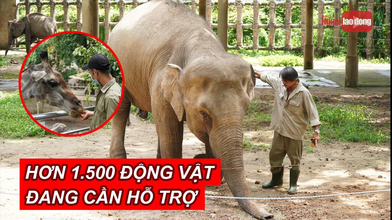 Hơn 1.500 động vật tại Thảo Cầm Viên đang chờ hỗ trợ | NLĐTV