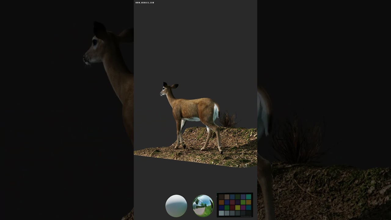 Doe walk cycle – Creative 3D Animation & VFX