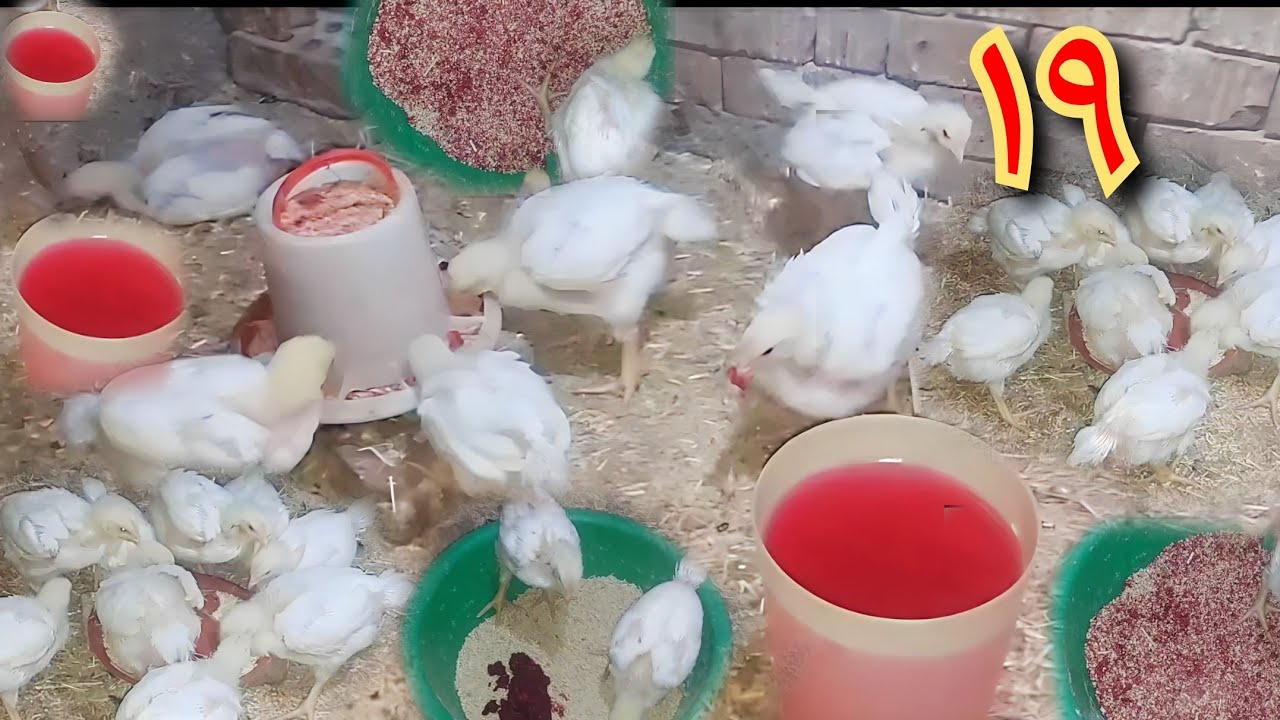 (١٩) انا اللي عملت كدا في فراخي خسستهم النص بسبب غلطه تافهه دي اوعو حد يقع فيها#دوره_فراخ_العيد