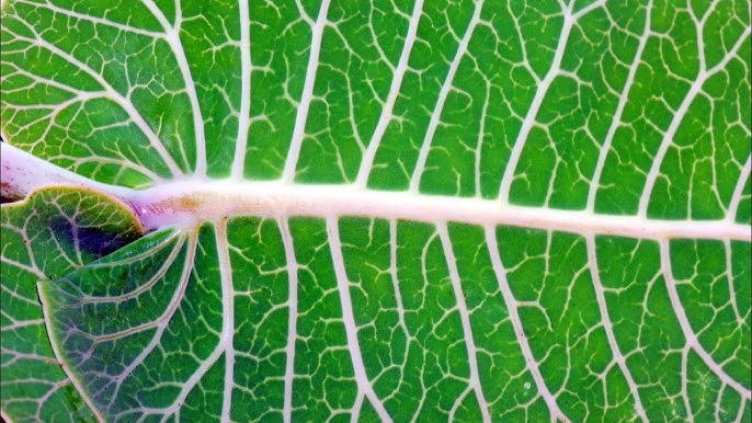 What you didn't know about plant stems and leaves. - YouTube