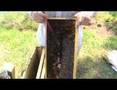 Beekeeping for beginners Part 10   bees, honey homesteading