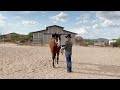 Jami Rodriguez & Lazy Butt Perfect, 2023 Summer Series 3 August Class 11 Showmanship 19 & Over