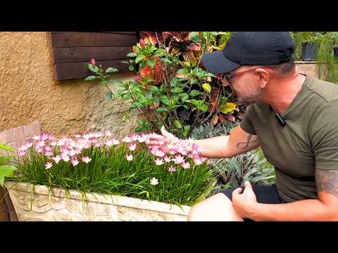 Wind Lily After 2 Years - See How It Multiplies on Its Own