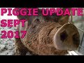 Pigs Are Getting BIG!  SEPT 2017 Update