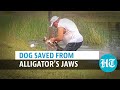 Watch: Florida man pries open jaws of alligator barehanded, rescues puppy
