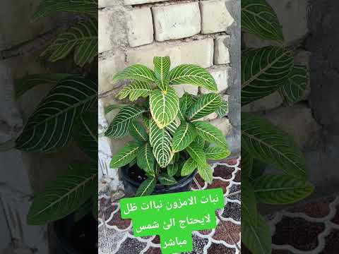 نبات الامزون خارجي وداخلي لايحتاج الئ شمس 