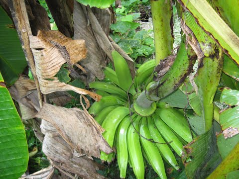 Video: 9 Voordelen Van Rode Bananen En Hoe Ze Verschillen Van Geel