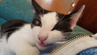 Bowie is still teething.