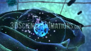 Cell Nucleus