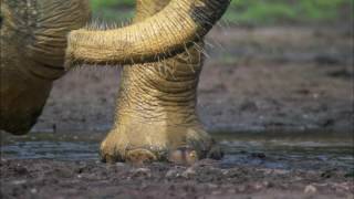 Planet Earth 08 Jungles Part 16