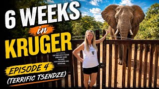 6 Weeks in KRUGER :- Episode 4 (Terrific Tsendze) - May 2026