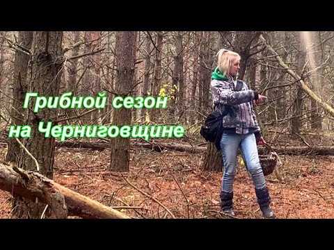🌲 В лес одна за грибами. Все пошло не по плану. Живу на краю села.