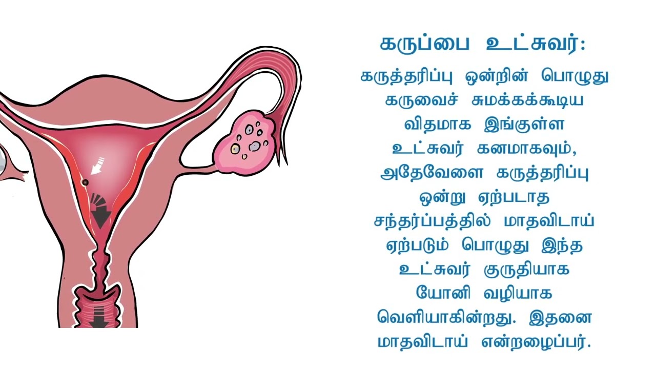 The Female Reproductive System