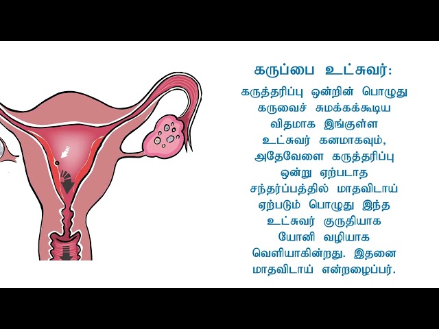 The Female Reproductive System