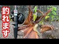 【真似して下さい!】この動画を見えれば簡単に釣れます!渋い?では無く食わせます【タコ釣り】