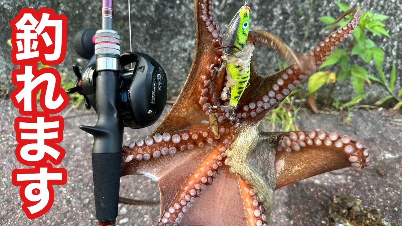 【真似して下さい！】この動画を見えれば簡単に釣れます！渋い？では無く食わせます【タコ釣り】