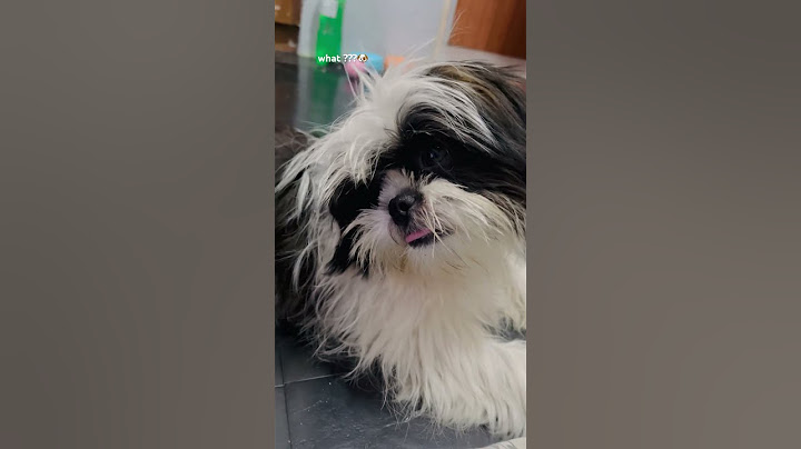 What???? #shihtzu #dog #shihtzupuppies #dogs 🐶