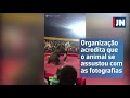 Urso vira-se contra domador em espetáculo circense