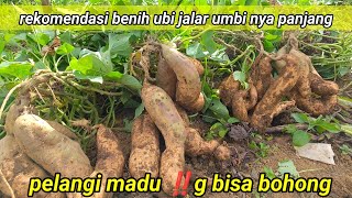 Harvesting Rainbow Sweet Potatoes: 2 segments, Amazing Results! 🌈🍠