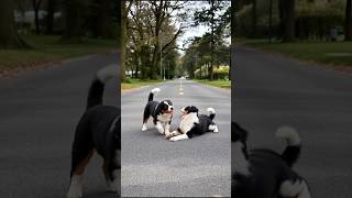Download Lagu Adorable Puppies Funny Moment Video #puppy #cute #pets #funny #dog #shorts MP3 Download Lagu Adorable Puppies Funny Moment Video #puppy #cute #pets #funny #dog #shorts MP3