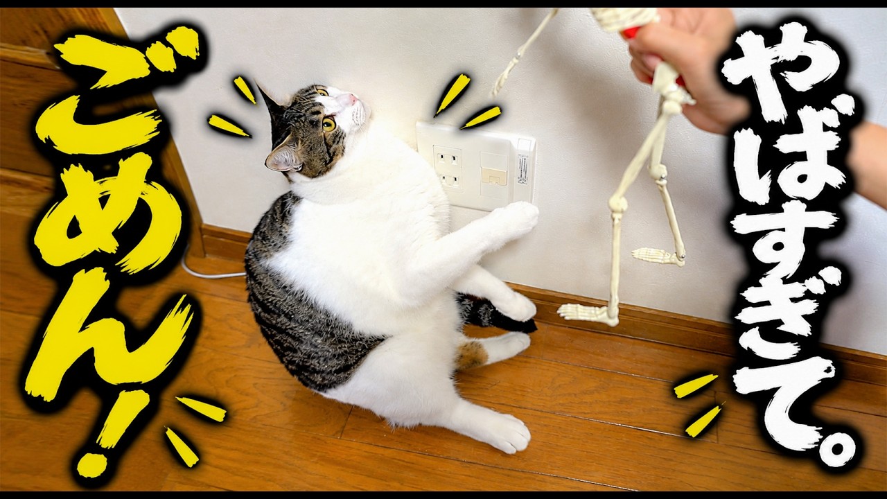 猫のスペックが異次元すぎる。猫を飼うとこうなります｜保護猫たち