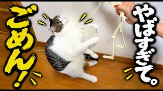 猫のスペックが異次元すぎる。猫を飼うとこうなります｜保護猫たち