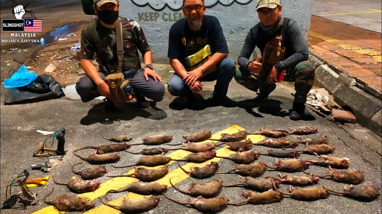 Hunting rat using slingshot in Malaysia Berburu tikus pakai ketapel