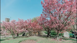 “Bir Bahar Günü Doğdun Sen Baharın Ta Kendisi Oldun Sen” 🌸🌸🌸