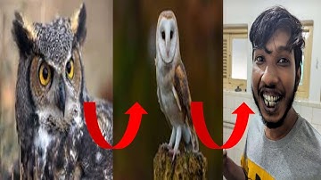 A Rare documentary about rare bird | Part 1 | "Bassa"