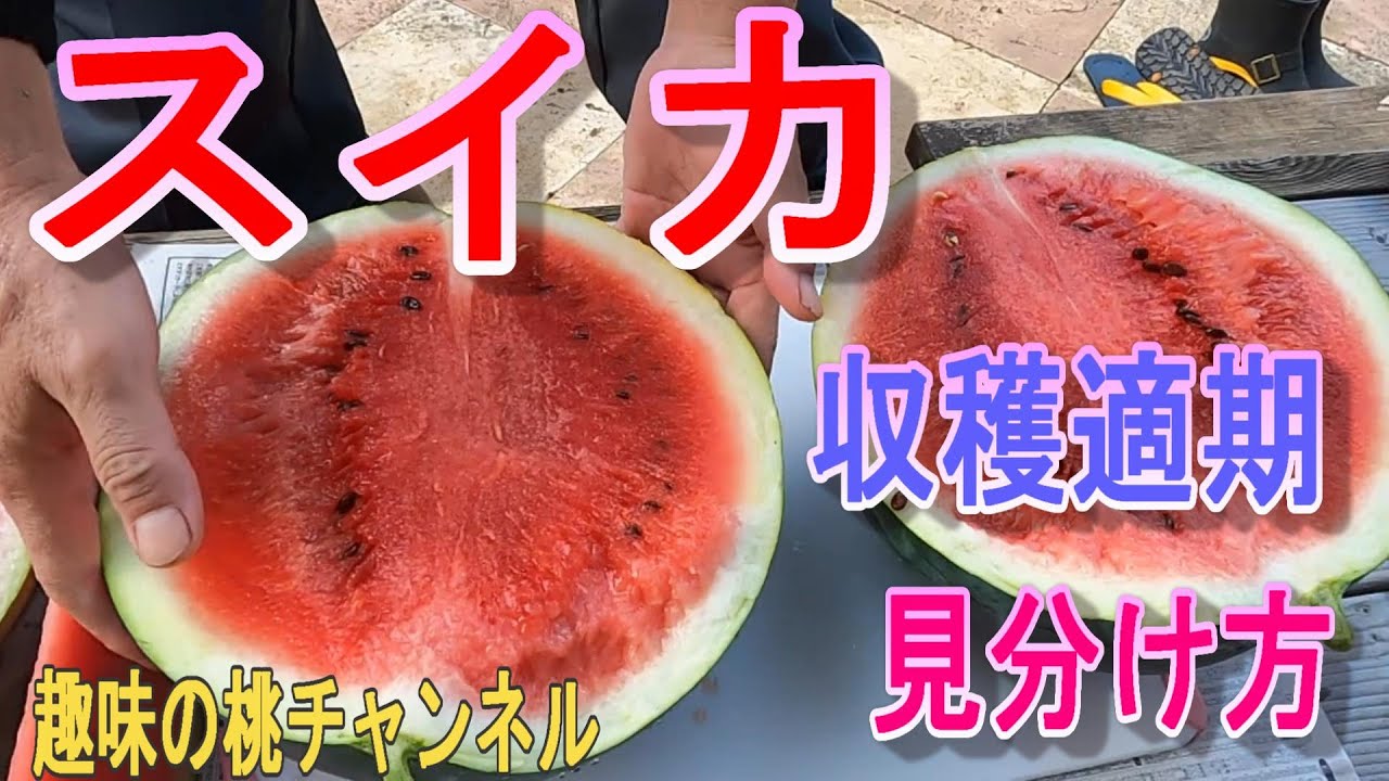 すいか　３週間 maxresdefault.jpg