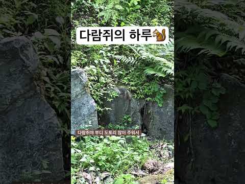 다람쥐의 하루🐿️| 비오는 숲속에서 우연히 찍은 다람쥐의 하루💕 힐링영상#자연 #다람쥐 #숲체험