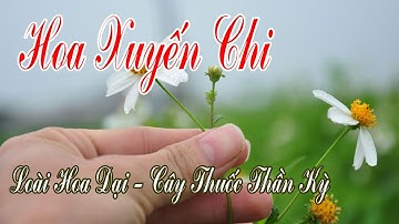 Hoa Xuyến Chi Loài cây QUÝ hơn VÀNG mà dân Việt Nam không biết