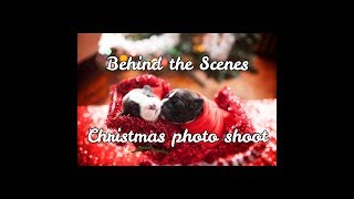 Puppies behind the scenes Christmas photo shoot | Cavalier King Charles Mix Puppies behind the scenes Christmas photo shoot | Cavalier King Charles Mix