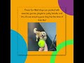 FYDOLAND Canine Camp