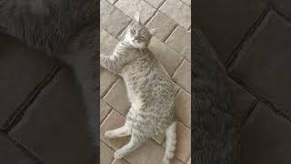#cat #cute #lifeisbutadream #kitten #home #animals #funnycats #kitty #love #funny #morning #love