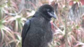 Raven Diaries 4 The Crystal Cove Project Movie Trailer