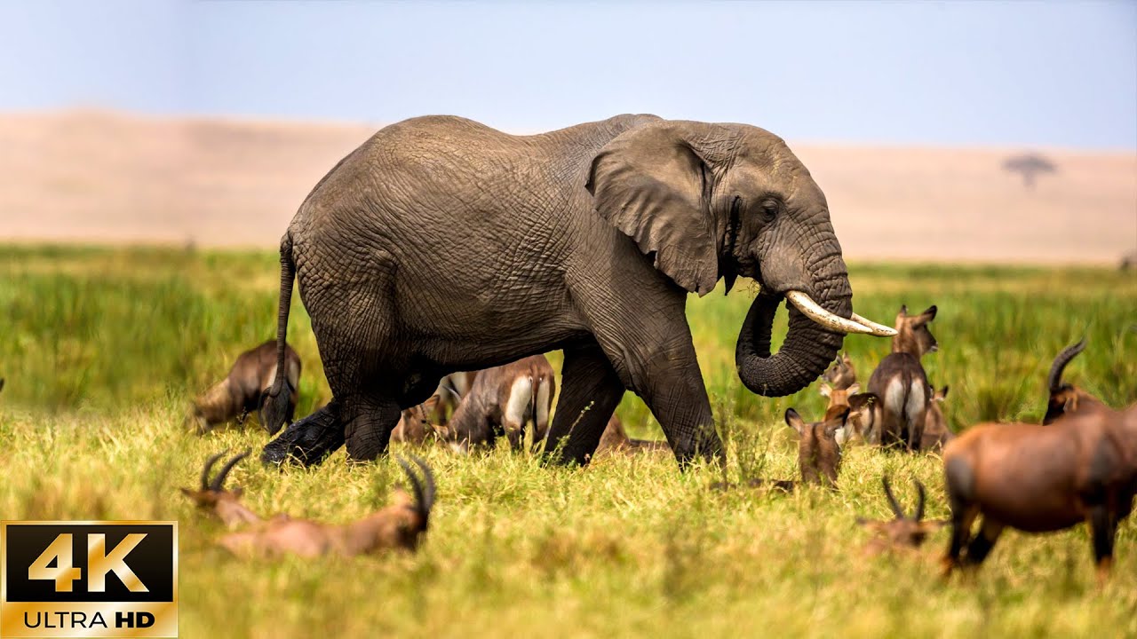 Animal Relax 4K Kruger National Park, Africa Beautiful Wildlife Movie With Piano and Cello