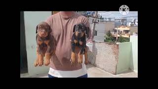 #Doberman from day 1 deliverd given birth till 30days puppy quality speaks