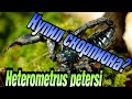 Купил скорпиона! Heterometrus petersi самка | содержание heterometrus petersi