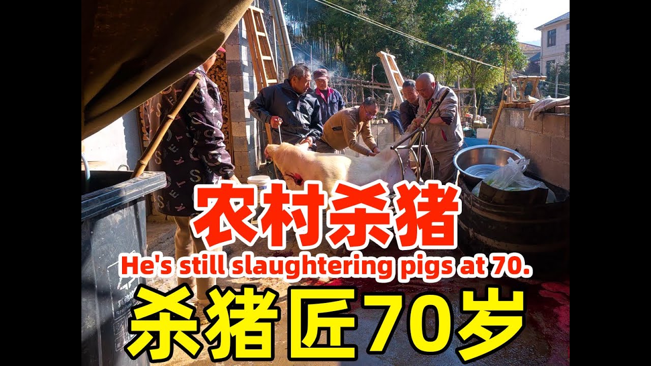 第一視角觀看農村殺年豬活動,沒想到殺豬佬70歲了還在殺豬,來幫他按豬的全是老頭… - YouTube