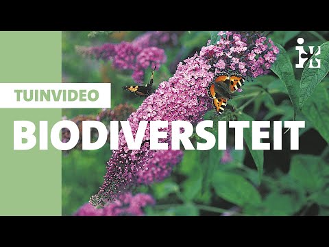 Intratuin - Hoe vergroen je jouw tuin? | Biodiversiteit