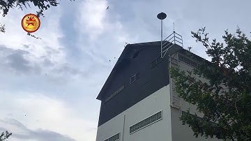 Swiftlet 168 (King 6K) Sound 2020 - The Best Swiftlet sounds in 2020 HD