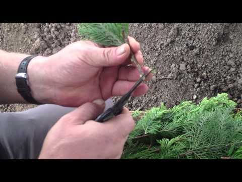 Video: Lovage Tohum Çimlenmesi: Lovage Bitkisinin Tohumları Ne Zaman Ekilir