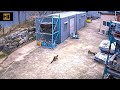 Weasel hunting cat with the help of partner weasel vs cat weaselattack animalattack weasel