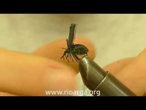 Video: Actuando Contra El Escarabajo De La Frambuesa